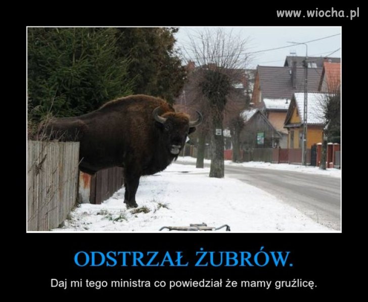 Szyszko, podejdź no do płota ...