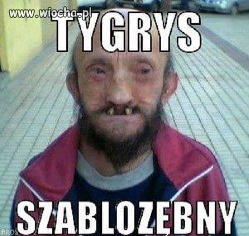 Tygrys