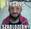Tygrys