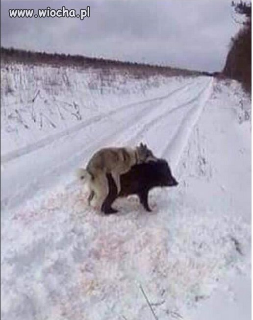 Ale żeby tak od razu obiad r...ć
