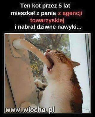 Tak samo mają koty