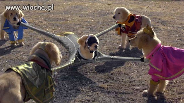 Mój Pan to idiota