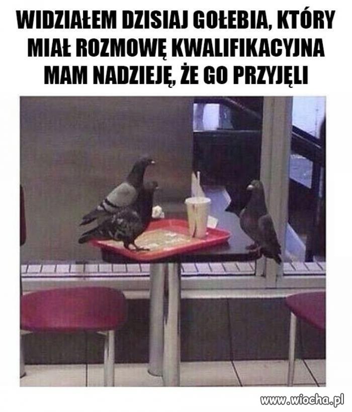 Powodzenia, gołębiu.