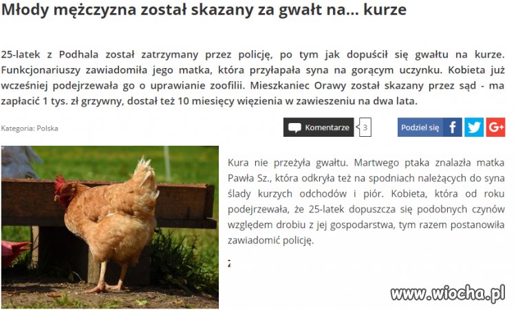 KACZKA, KURA, BYLE DZIURA...