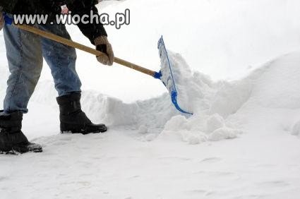 Potrzebni wolontariusze od zaraz.