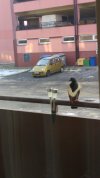 Takie gołębie tylko w Płocku