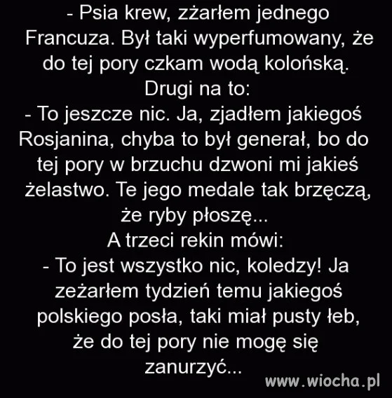 Na środku oceanu spotykają się trzy rekiny