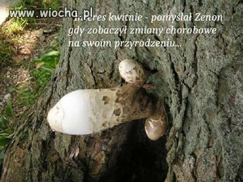 Co to za grzybek?