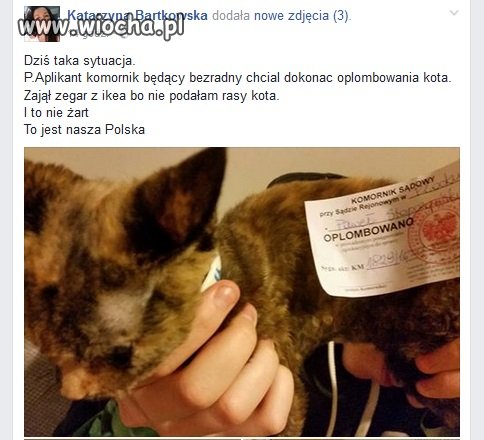 Idiotka okleja kota plombami od komornika