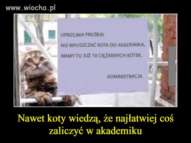 Wszystkie koty to wiedzą ...