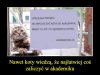 Wszystkie koty to wiedzą ...