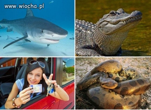Najbardziej niebezpieczne stworzenia na świecie