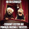 Wina tuska