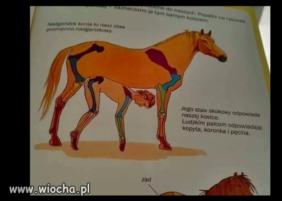 Z podręcznika