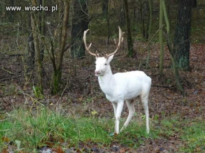 Po Wódzie Nie Takie Rzeczy Się Widziało 
