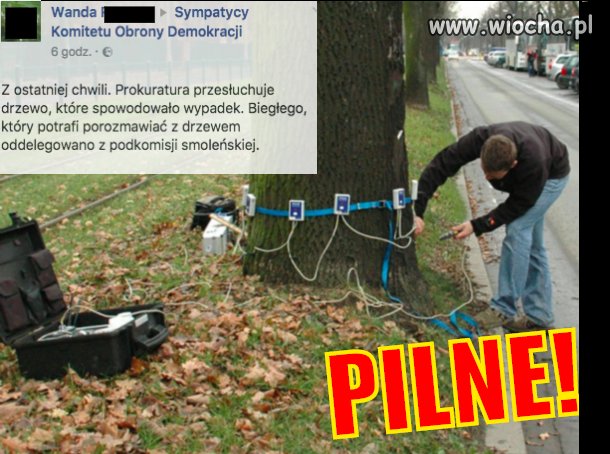 Prokuratura przesłuchuje drzewo, 