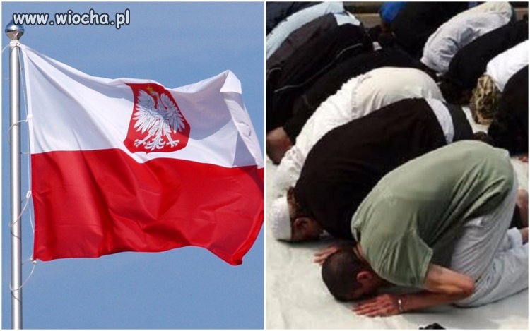 Badania dotyczące muzułmańskich imigrantów w Europie.