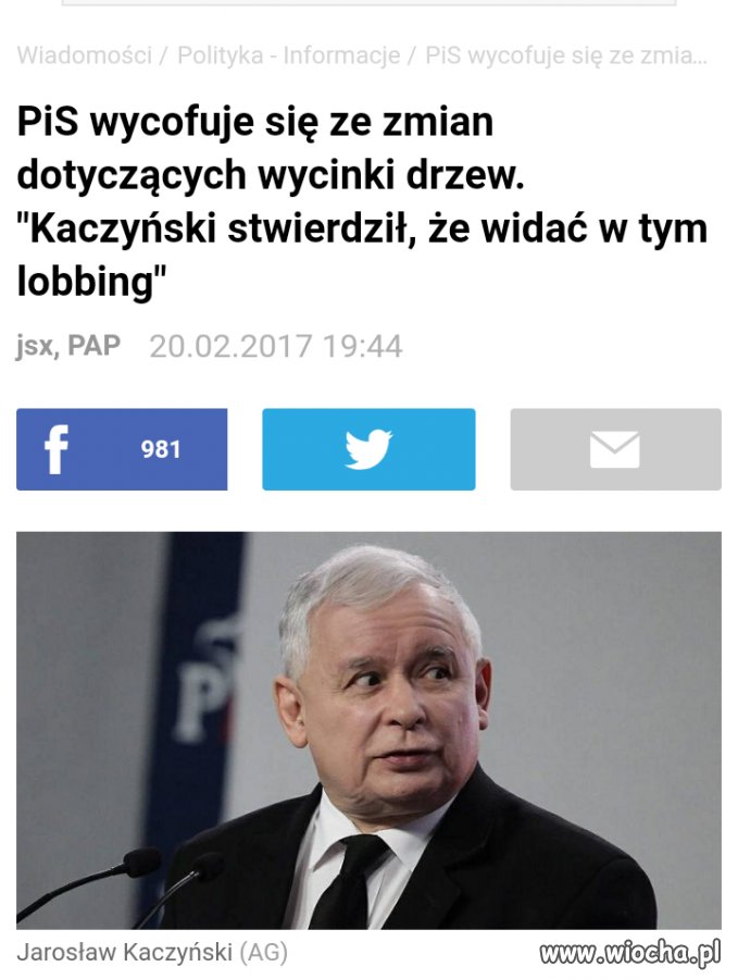 Spadają Szyszki z drzew