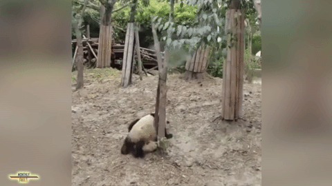 Wytrzymała panda 