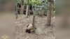 Wytrzymała panda 