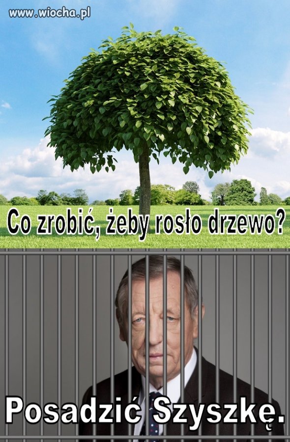 Drzewo