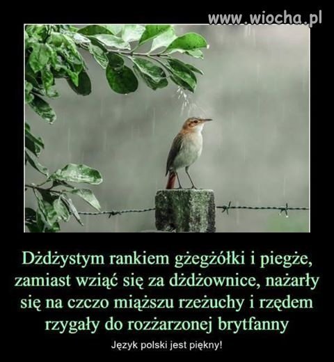 Test językowy 