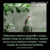 Test językowy 