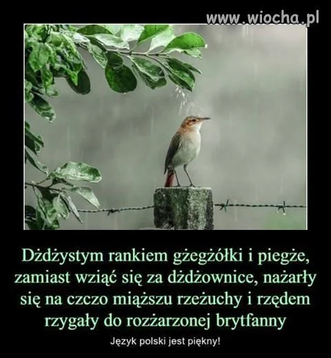 Test językowy 