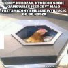 Niedopieczony jakiś