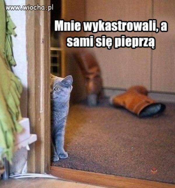 Czyli przemyślenia kotów 