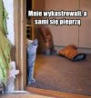 Czyli przemyślenia kotów 
