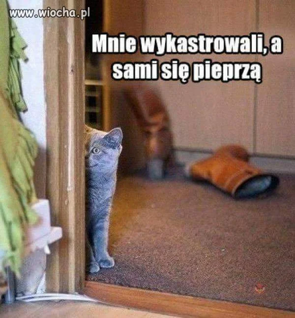 Czyli przemyślenia kotów 