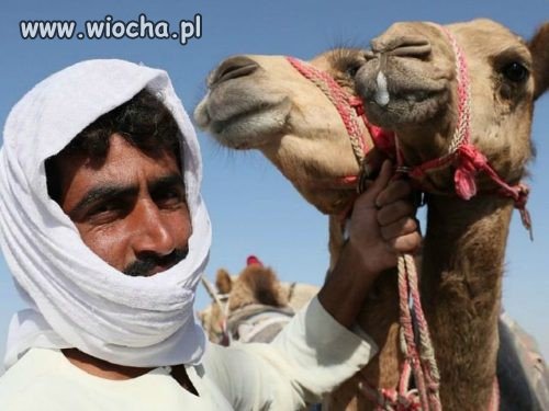 Szwecja buduje "park wielbłądów",żeby muslimy..