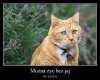 Można ,można