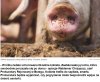 Lubię zwierzęta, ale żeby trzymać w domu świnię?