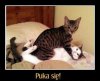Się puka