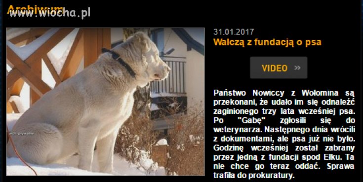 Fundacja nie chcę oddać psa