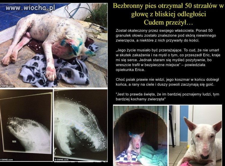 Człowiek - to brzmi dumnie