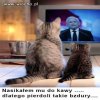 Koty prezesa 