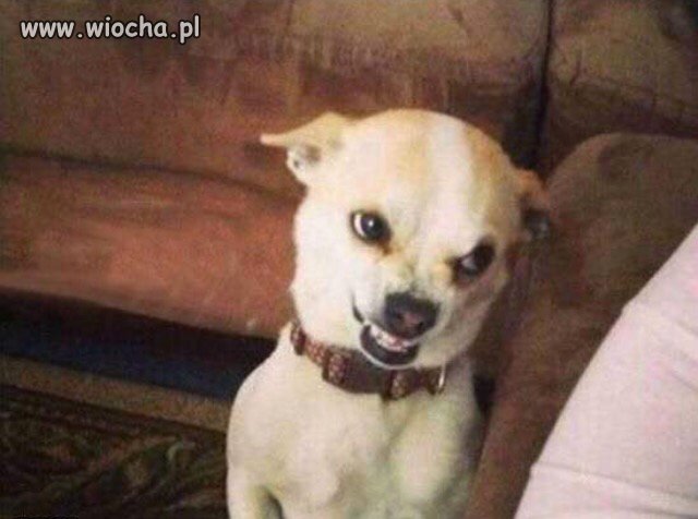 Kochanie? ?