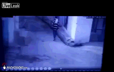 Święta krowa może więcej