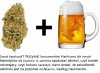 A, może alkohol to ryby jak ślimaki.