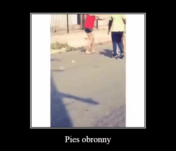Pies obronny