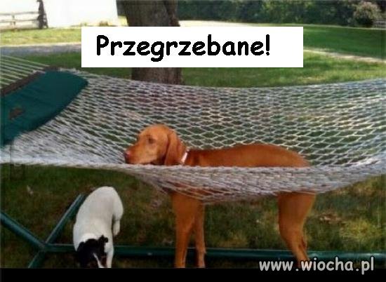 Przegrzebane!