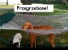 Przegrzebane!