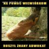 Ratujmy drzewa.. i wiewiórki.