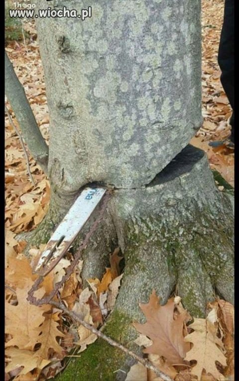 Ktoś sobie odpuścił 