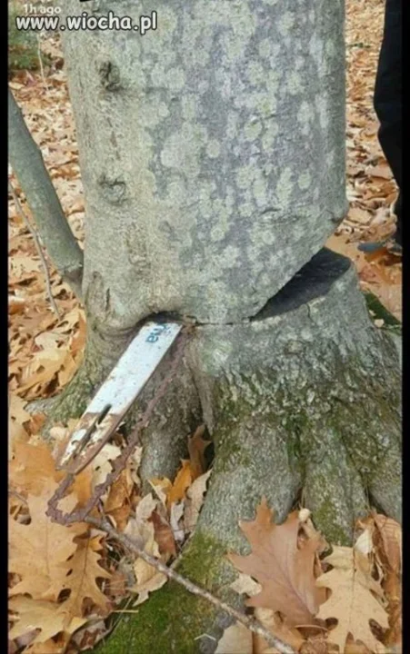 Ktoś sobie odpuścił 