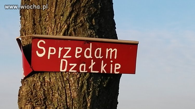Polszczyzna 