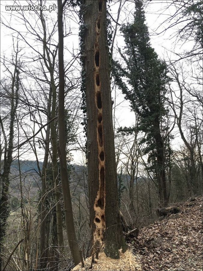 To chyba był dzięcioł na gigancie 